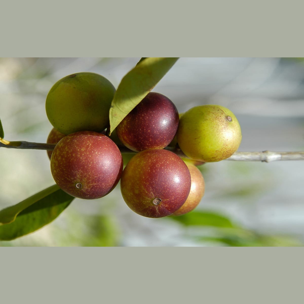 Camu camu, el superfruto amazonico con mas vitamina C del mundo